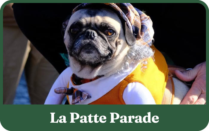 Chien costumé lors de la Patte Parade