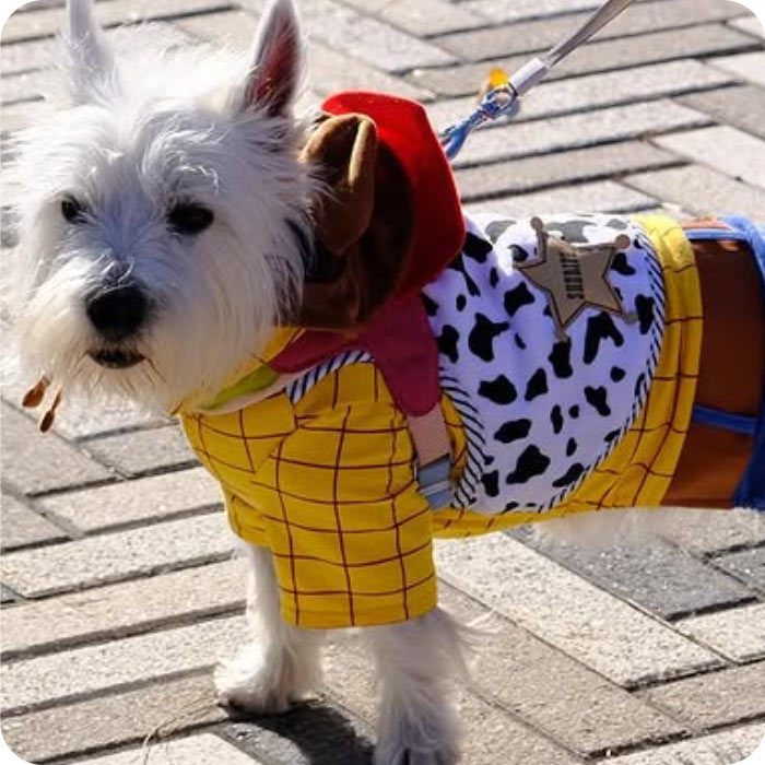 Chiens costumés lors de la Patte Parade au parc Mali